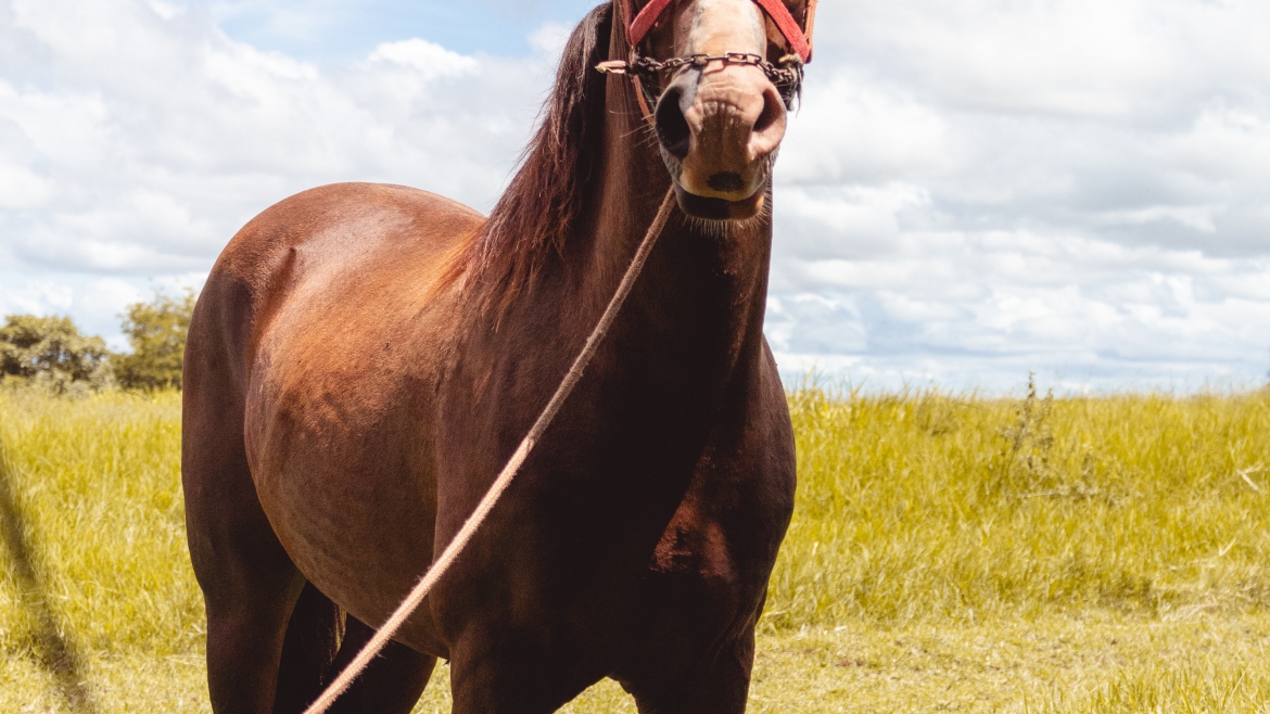 Are horses good for anxiety?