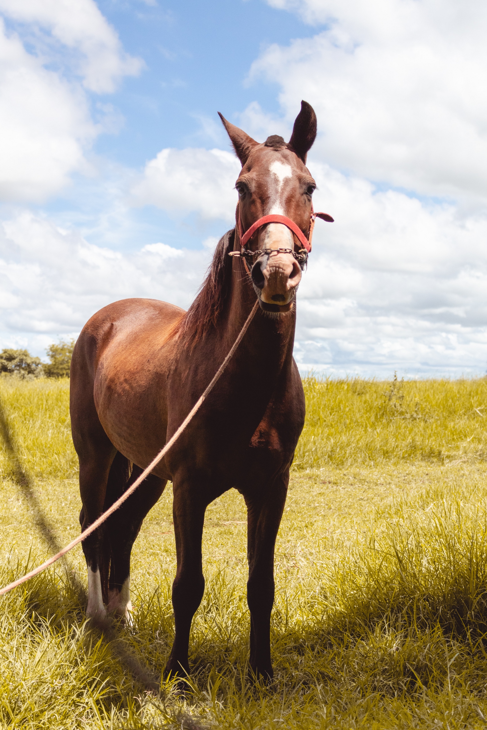 Are horses good for anxiety?